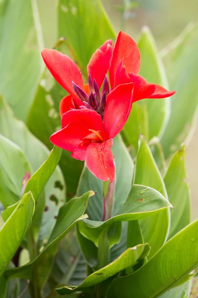 Canna-Blüten — Stockfoto