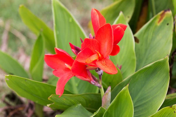 Canna-Blüten — Stockfoto