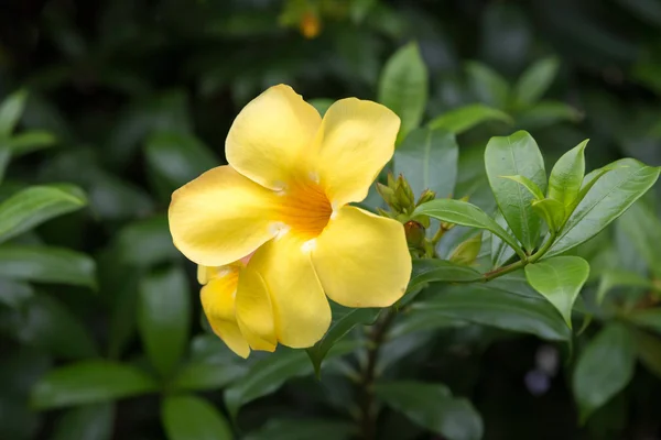 Allamanda nebo zlatá trumpeta — Stock fotografie