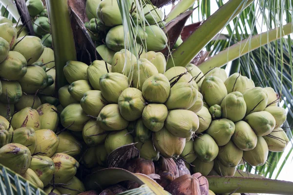 Coconut — Stock Photo, Image