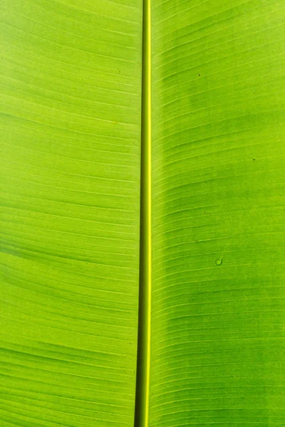 Bananenblätter — Stockfoto