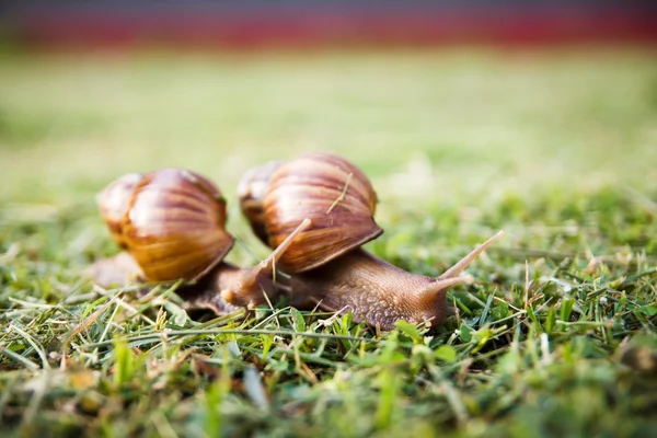 Krabbelschnecke — Stockfoto