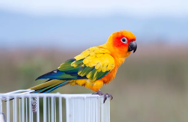 Papagaio de conure do sol, pássaro — Fotografia de Stock
