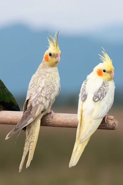 Petsupplies papağan, kuş