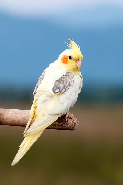 Cockatiel папуга, птах — стокове фото