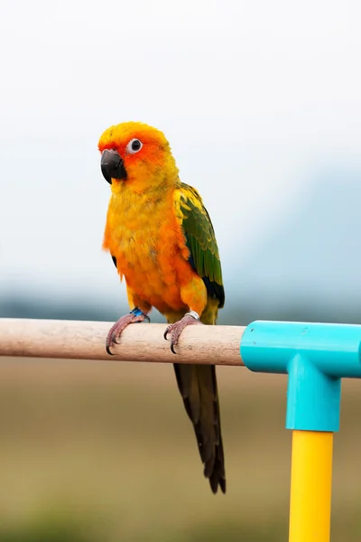 Papagaio de conure do sol, pássaro — Fotografia de Stock