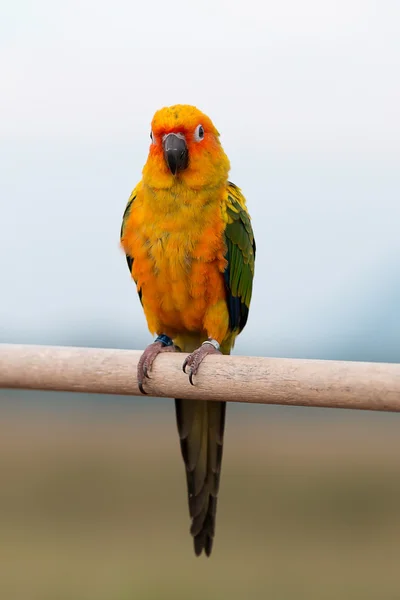 Sun conure παπαγάλος, πουλί — Φωτογραφία Αρχείου