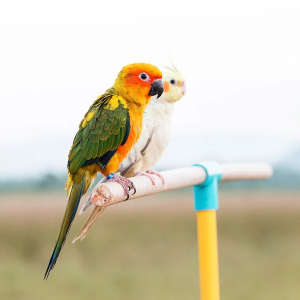 Papagaio de conure do sol, pássaro — Fotografia de Stock