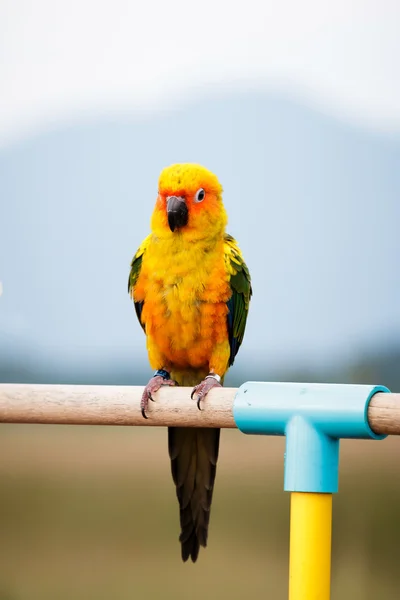 Papagaio de conure do sol, pássaro Imagem De Stock