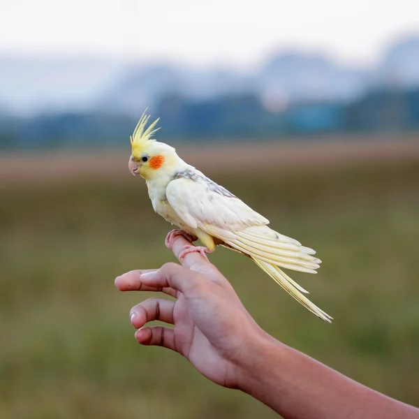 Παπαγάλο cockatiel, πουλί — Φωτογραφία Αρχείου