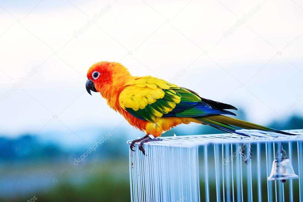  Sun conure parrot ,bird