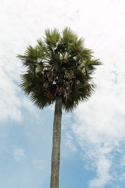 şeker palmiye ağacı