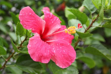 Pembe Başörtüsü Çiçeği.