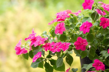 meşgul lizzie çiçekler