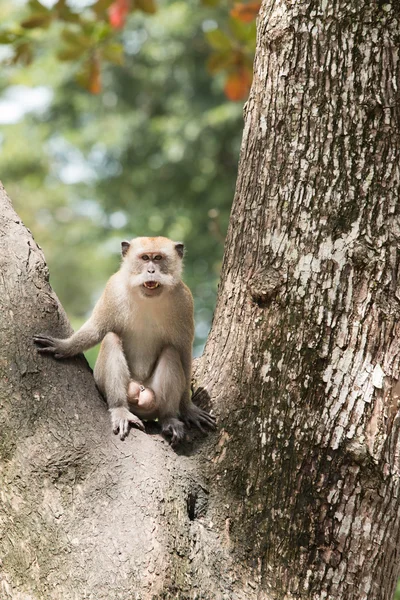 Monkey on the tree — Stock Photo, Image