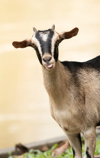 Geit, huisdier — Stockfoto