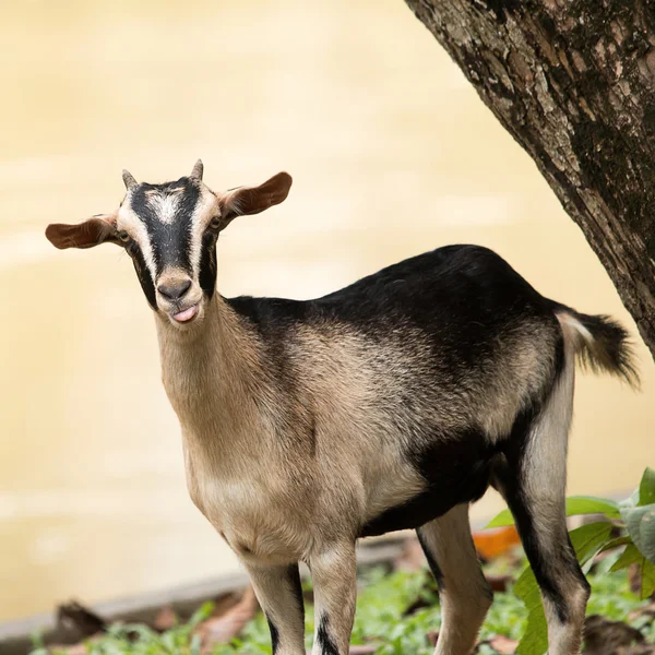 Geit, huisdier — Stockfoto