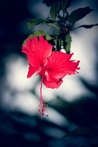 Rote Hibiskusblüte. — Stockfoto