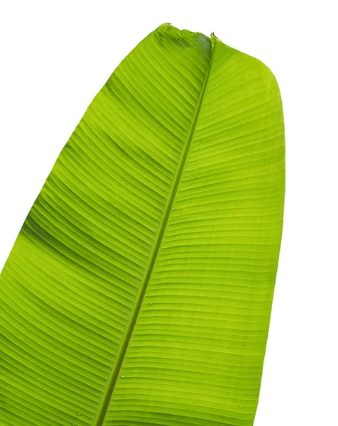 Folhas de banana — Fotografia de Stock