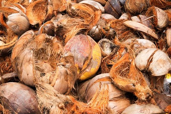 Hindistan cevizi lifi.