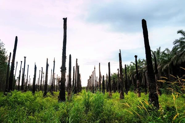 Palmeiras de óleo, Agricultura — Fotografia de Stock