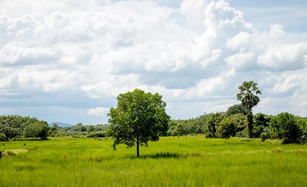 Árboles en los campos . — Foto de Stock