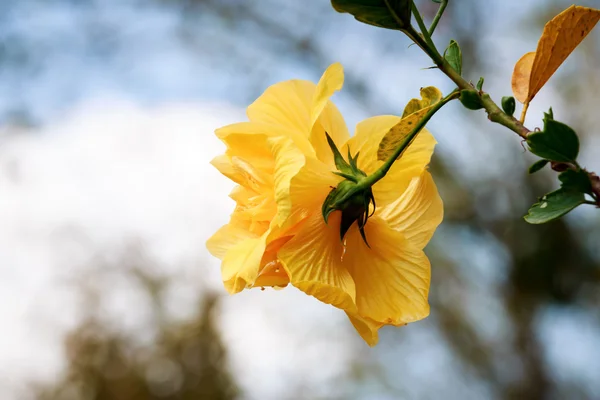 芙蓉花. — 图库照片