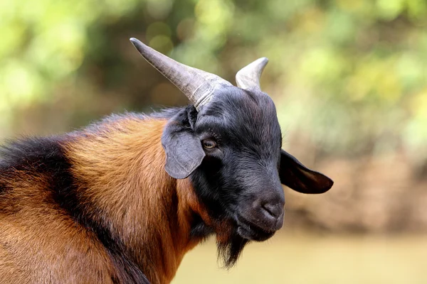 Ziege, Haustier — Stockfoto