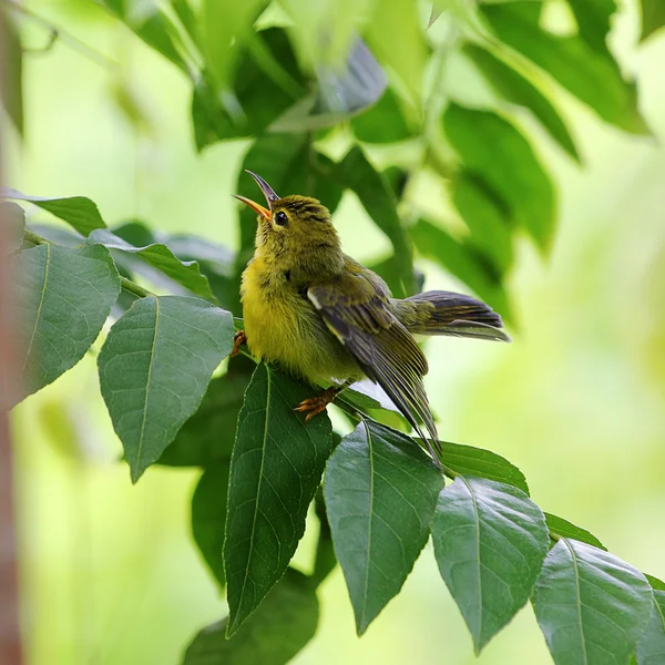 Pájaro pequeño — Foto de Stock