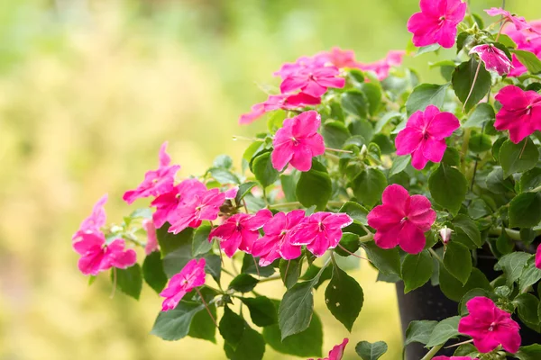 meşgul lizzie çiçekler