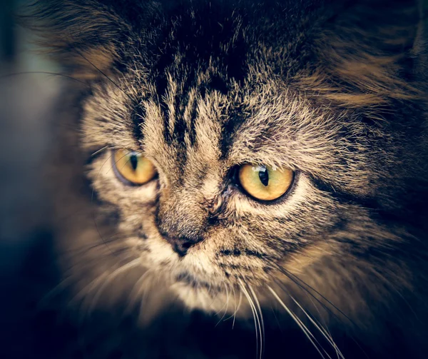 Kat, huisdier — Stockfoto