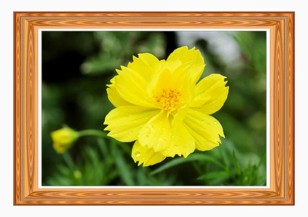 Flor del cosmos . — Foto de Stock