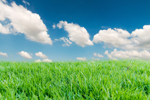 Голубое небо и зеленая трава
.