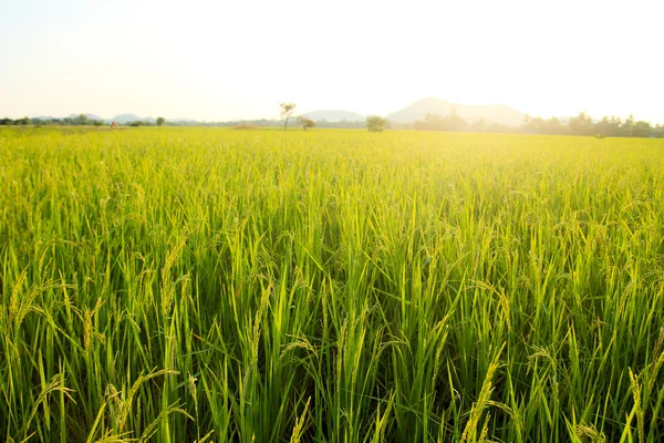 Campo de arroz — Foto de Stock