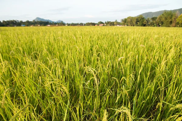 Reisfeld — Stockfoto