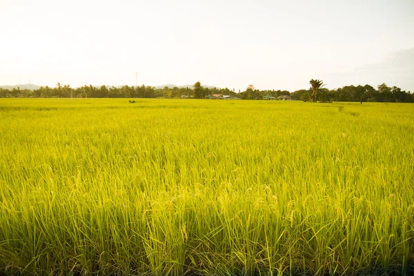 Campo di riso — Foto Stock