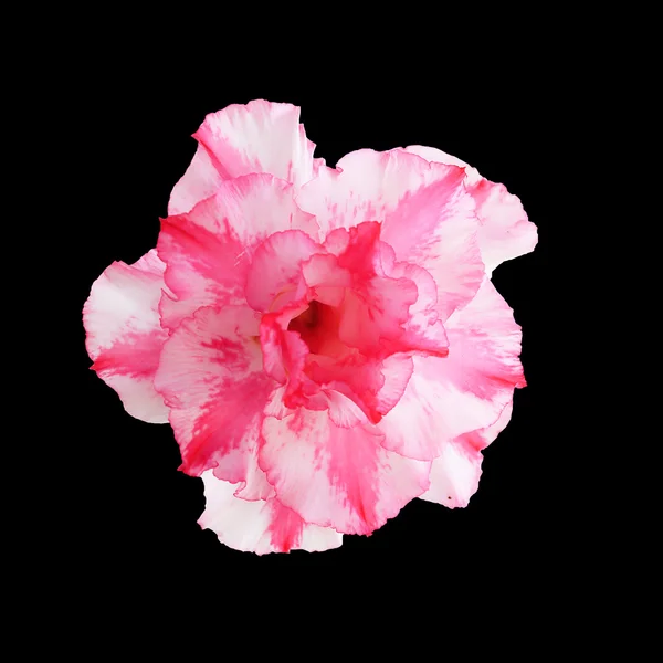 Desert rose bloem — Stockfoto