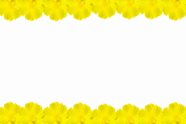 コスモスの花のフレーム — ストック写真