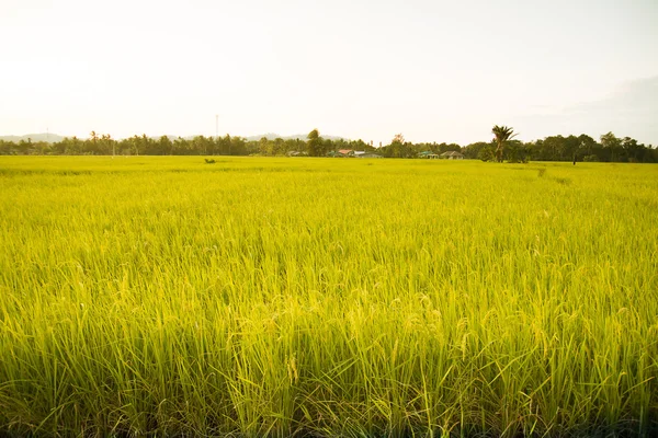 쌀 밭 스톡 사진