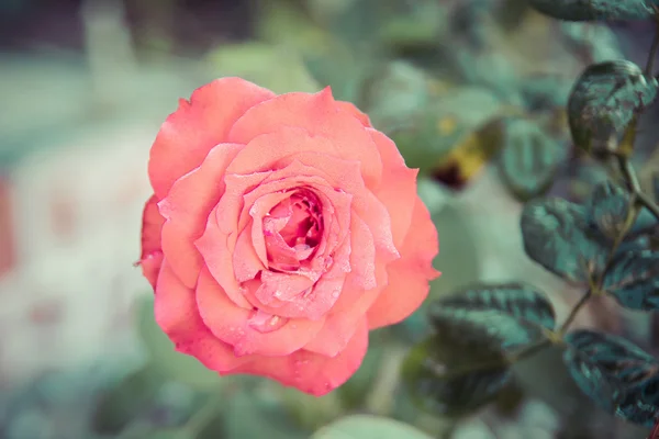 Rad rose fiore . — Foto Stock
