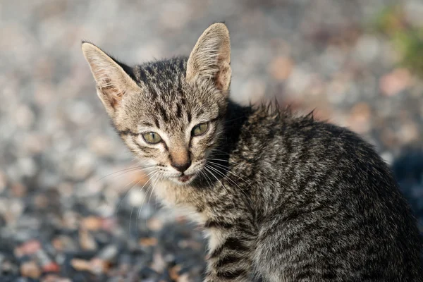 Cat,pet — Stock Photo, Image