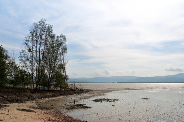 Mangrov ormanları ve kanallar 