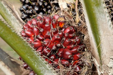 ağaç üzerinde palmiye yağı 