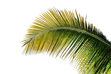 Hindistan cevizi yaprakları 