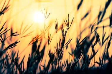 vintage filtre efekti ile günbatımı sırasında çimen.