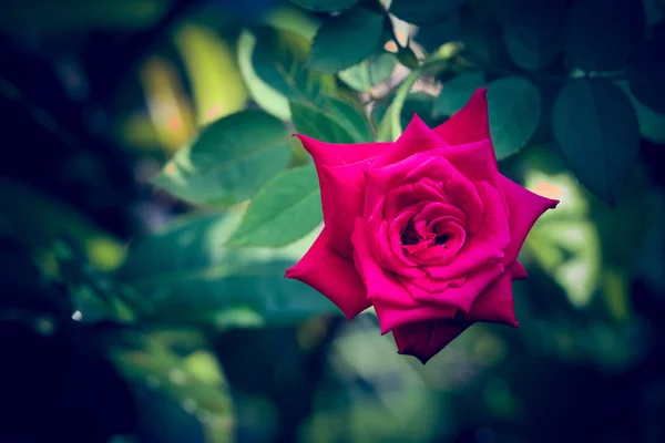 Rosa roja vintage — Foto de Stock