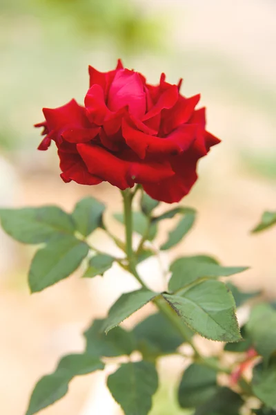 Rose rosse su ramo — Foto Stock