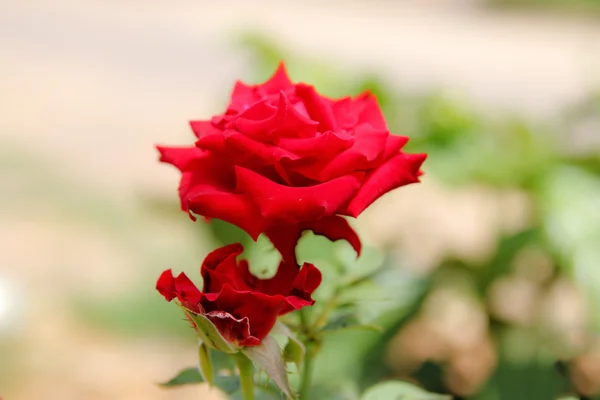 Trandafiri încețoșați pe ramură — Fotografie, imagine de stoc