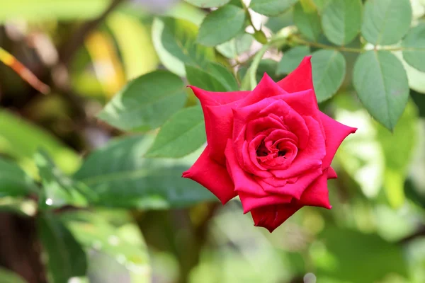 Dalda kırmızı güller 