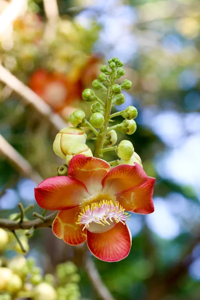 Shorea robusta bloem. — Stockfoto